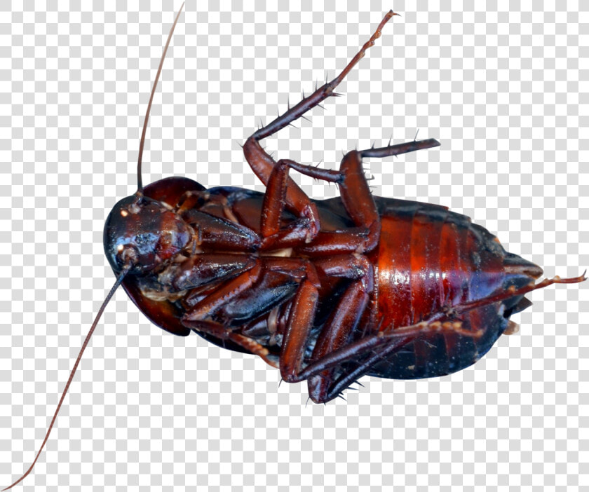 Cockroach Png Image   Cockroach Png  Transparent PngTransparent PNG
