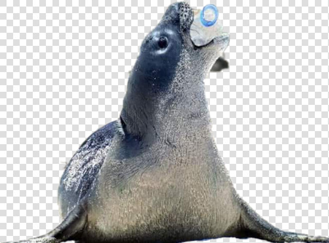 California Sea Lion   Hewan Yang Terkena Pencemaran Air  HD Png DownloadTransparent PNG