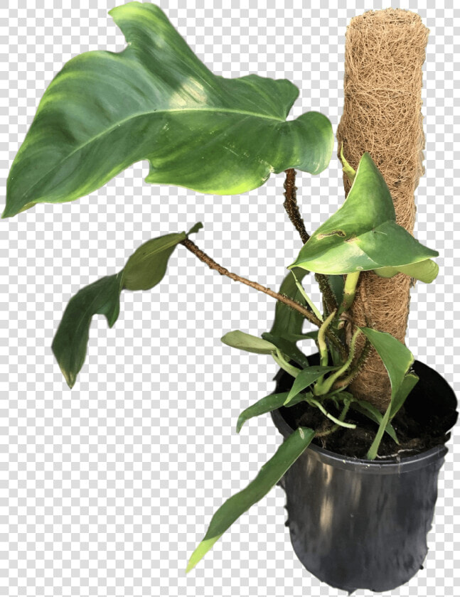 Transparent Philodendron Png   Philodendron Squamiferum  Png DownloadTransparent PNG