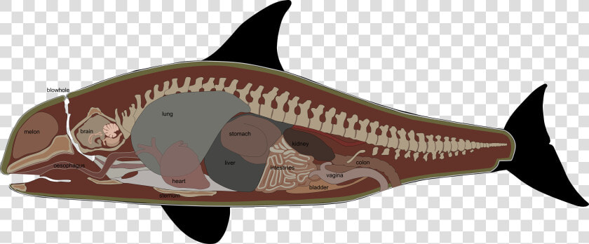 Pygmy Killer Whale Anatomy  HD Png DownloadTransparent PNG