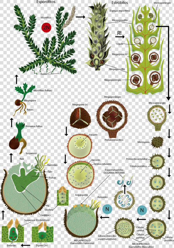 Espigas Png  Transparent PngTransparent PNG