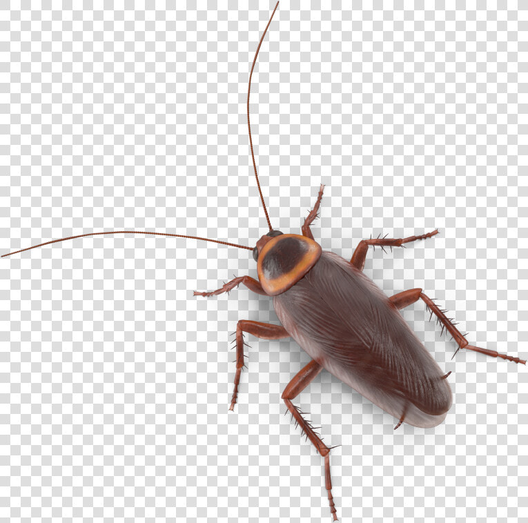 Longhorn Beetle  HD Png DownloadTransparent PNG