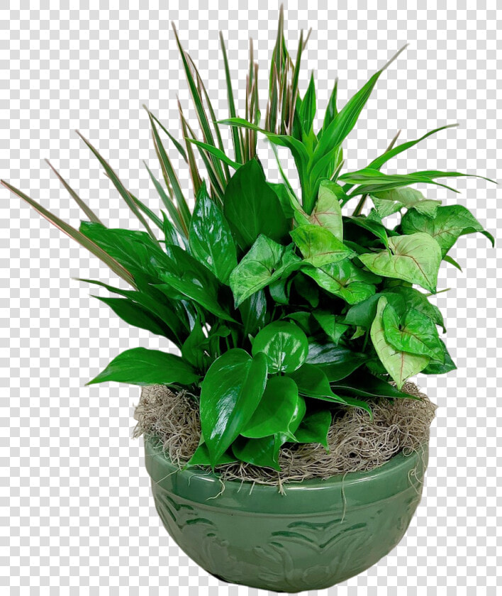 Emerald Dish Garden   Houseplant  HD Png DownloadTransparent PNG