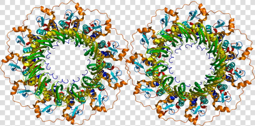 Protein Rad52 Pdb 1h2i   Rad52 Protein  HD Png DownloadTransparent PNG