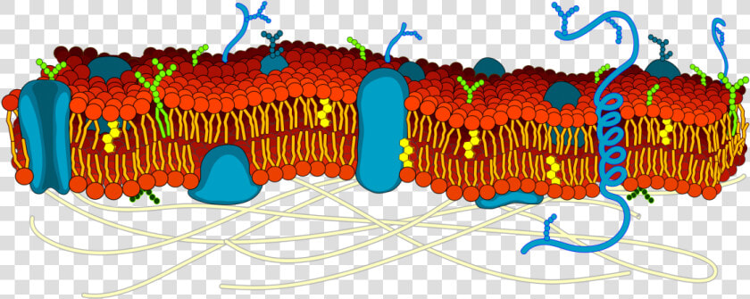 The Cell Membrane Is Studded With Proteins That Researchers   Actin In Cell Membrane  HD Png DownloadTransparent PNG