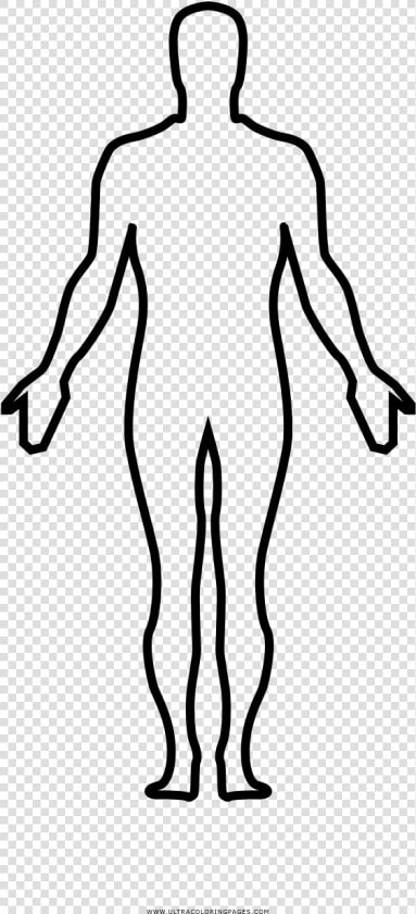 Human Body Coloring Page   Homo Sapiens Full Body Drawing  HD Png DownloadTransparent PNG