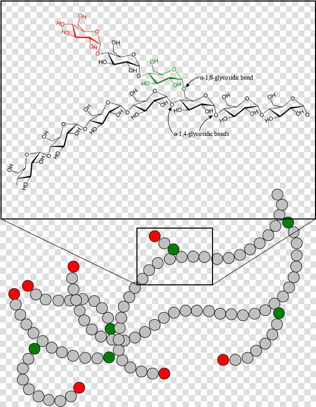 Glycogen Is A Multibranched Polysaccharide Of Glucose   Structure Of Glycogen Molecule  HD Png DownloadTransparent PNG