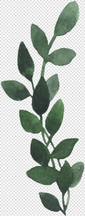  png  vintage  stickers  greenery  leaves  nkkgtn  freetoedit   Bud  Transparent PngTransparent PNG