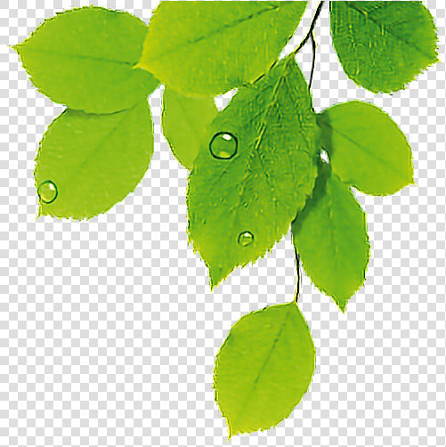  hojas  verde  naturale  freetoedit Za   Hojas De Plantas Png  Transparent PngTransparent PNG