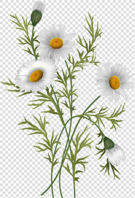 Flowers Daisies Pinterest   Daisy Flower Illustration Png  Transparent PngTransparent PNG