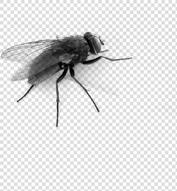 Download This High Resolution Fly In Png   Transparent Background Fly Gif  Png DownloadTransparent PNG
