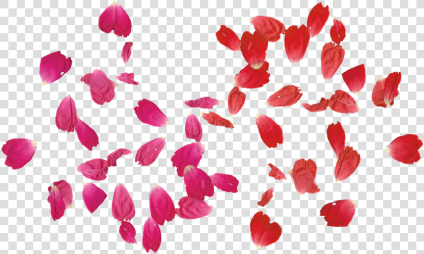 Red Rose Clipart Leaf Png   Transparent Rose Leaf Png  Png DownloadTransparent PNG