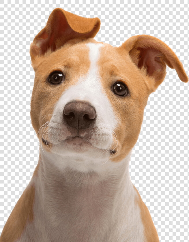 Jack Russell Terrier Bull Terrier Puppy   Cute Dog Face Png  Transparent PngTransparent PNG