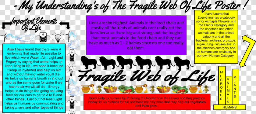 Fragile Web Of Life  HD Png DownloadTransparent PNG