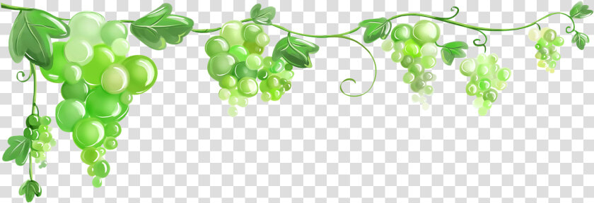Common Grape Vine Grape Leaves Wallpaper   Виноградная Лоза Png  Transparent PngTransparent PNG