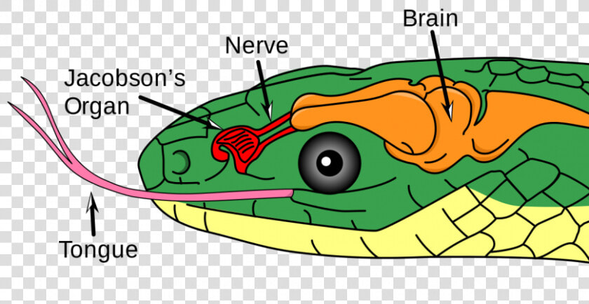 Diagram Of The Vomeronasal Organ In A Snake   Snake Jacobson  39 s Organ  HD Png DownloadTransparent PNG
