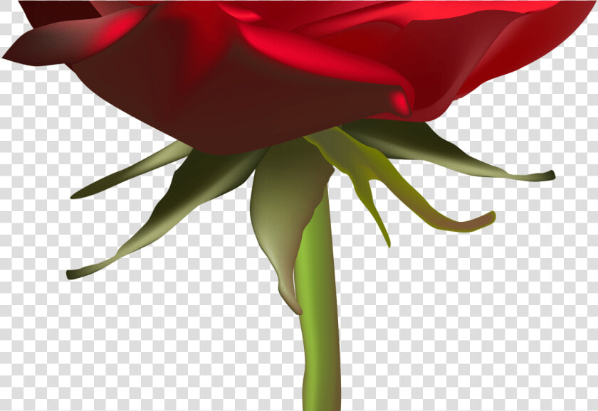Beautiful Red Rose Png Clip Art Image Gallery Yopriceville   Rose  Transparent PngTransparent PNG