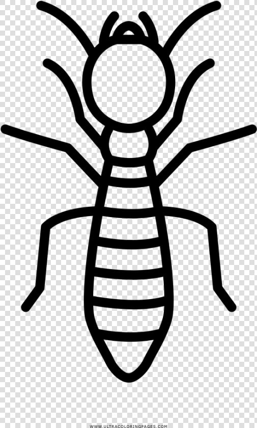 Termite Coloring Page   Beetle  HD Png DownloadTransparent PNG