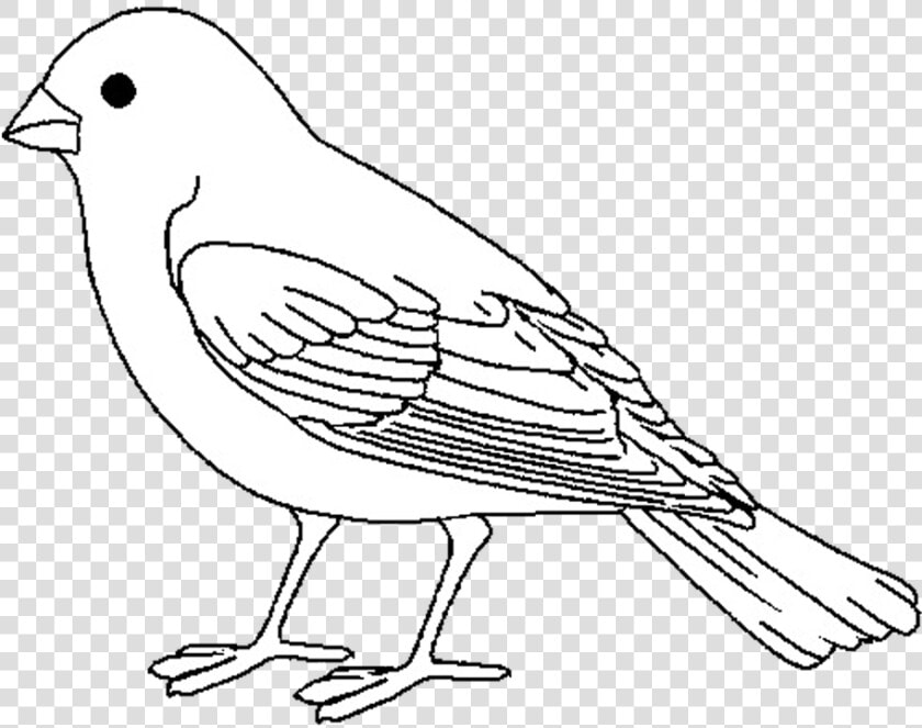 Finch  HD Png DownloadTransparent PNG