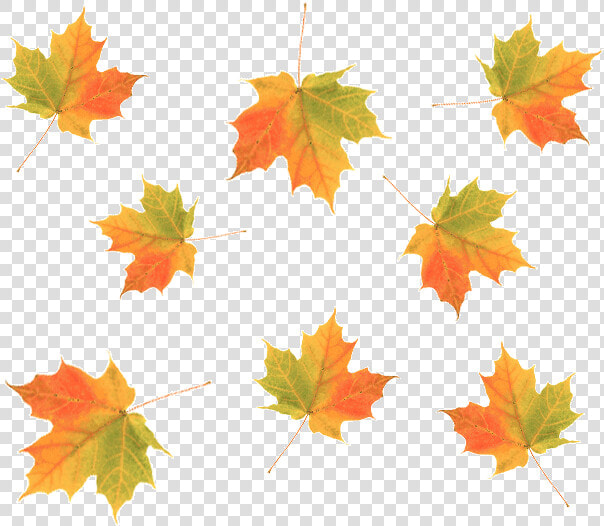 Cascading Maple Fall Leaves  HD Png DownloadTransparent PNG