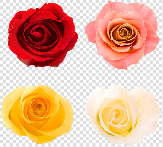 Roses  Rose Buds  Bloom  Rose  Flower Rose  Bud  Garden   New Chapter Of The Same Book  HD Png DownloadTransparent PNG
