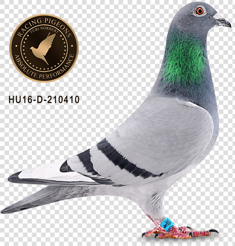 New Remy  HD Png DownloadTransparent PNG