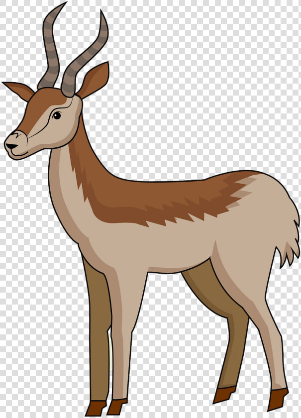 Gazelle  HD Png DownloadTransparent PNG