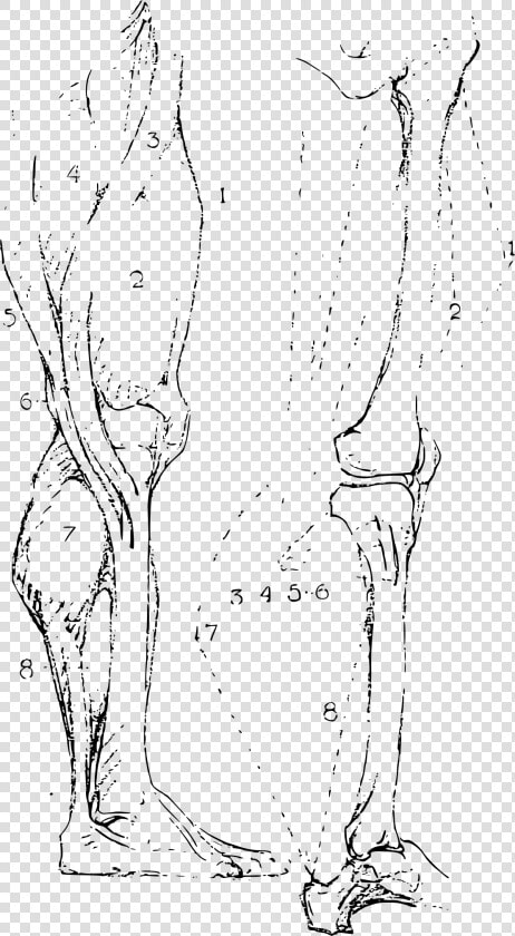 Constructive Anatomy Drawing Book 193 Clip Arts   Line Art  HD Png DownloadTransparent PNG