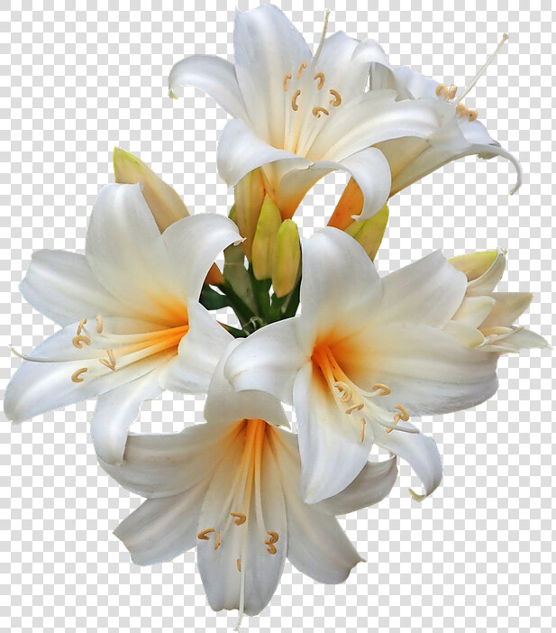 Belladonna  Lilies  Easter Lilies  Fragrant  Cut Out   Easter Lily Png  Transparent PngTransparent PNG