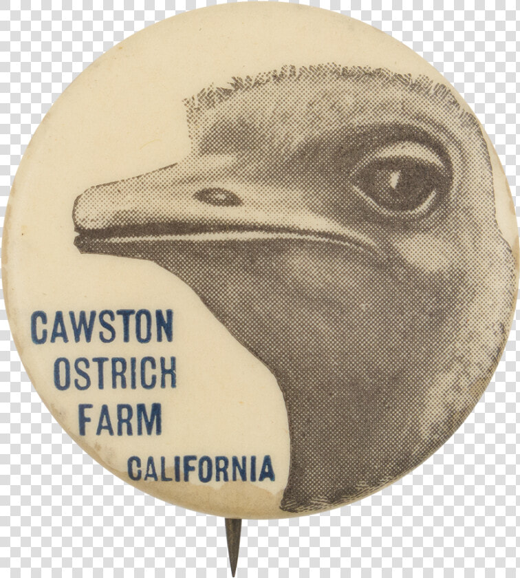 Cawston Ostrich Farm Event Button Museum   Bald Eagle  HD Png DownloadTransparent PNG