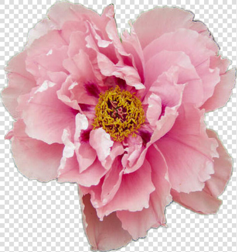 Peony Aesthetic Flower Pink Pretty Tumblr Pastel Rose   Aesthetic Transparent Flower Png  Png DownloadTransparent PNG