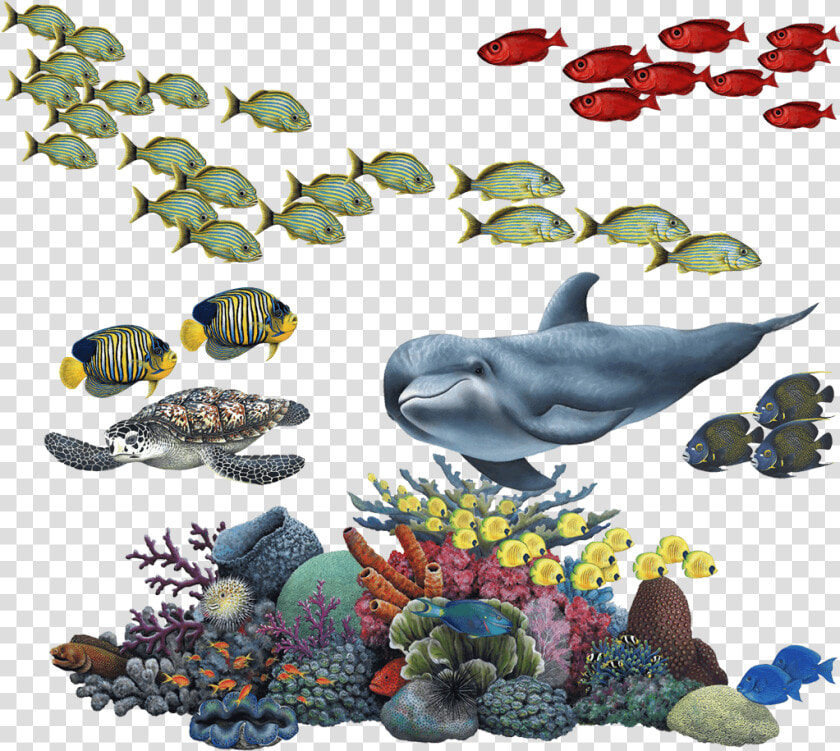 Coral Reef Tropical Fish Mural Wall Decal Sticker Combo   Coral Reef Transparent Background  HD Png DownloadTransparent PNG