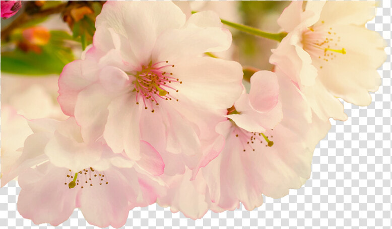 Blur Png  Transparent PngTransparent PNG