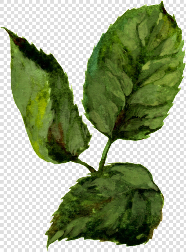 Hand Painted Three Slices Of Watercolor Leaves Png   Watercolor Png Leaves Painting Transparent  Png DownloadTransparent PNG