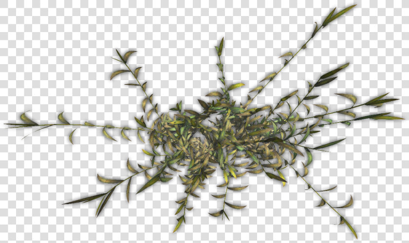 Png Designs Bamboo   Twig  Transparent PngTransparent PNG