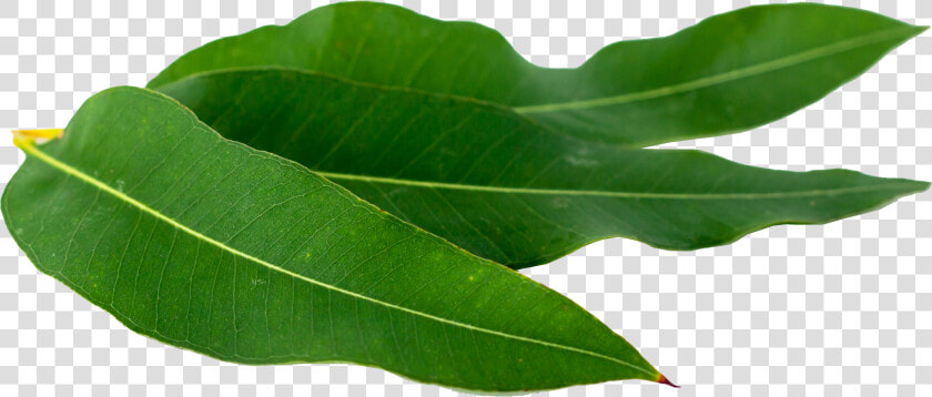 Oregano Png Download   Buttonbush  Transparent PngTransparent PNG