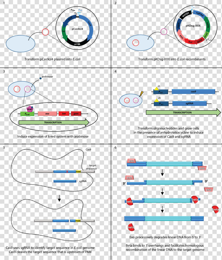 Outline Of No scar Recombineering Methods Final 2  HD Png DownloadTransparent PNG
