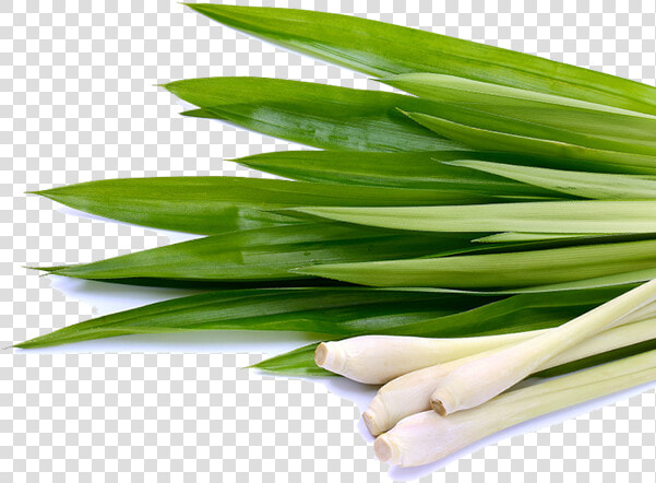 Thumb Image   Lemongrass Png  Transparent PngTransparent PNG