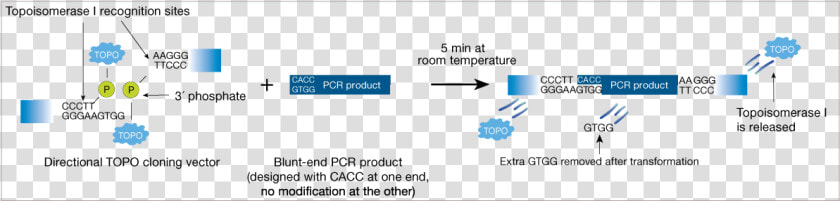 Topo Directional Cloning  HD Png DownloadTransparent PNG