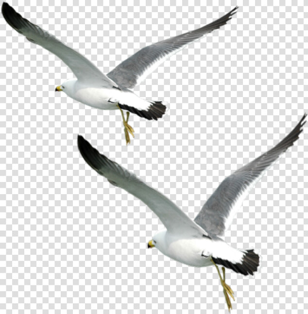 Ftestickers Birds Flying Fly Love Sunset Sea Seabirds   Love Birds Flying Png  Transparent PngTransparent PNG