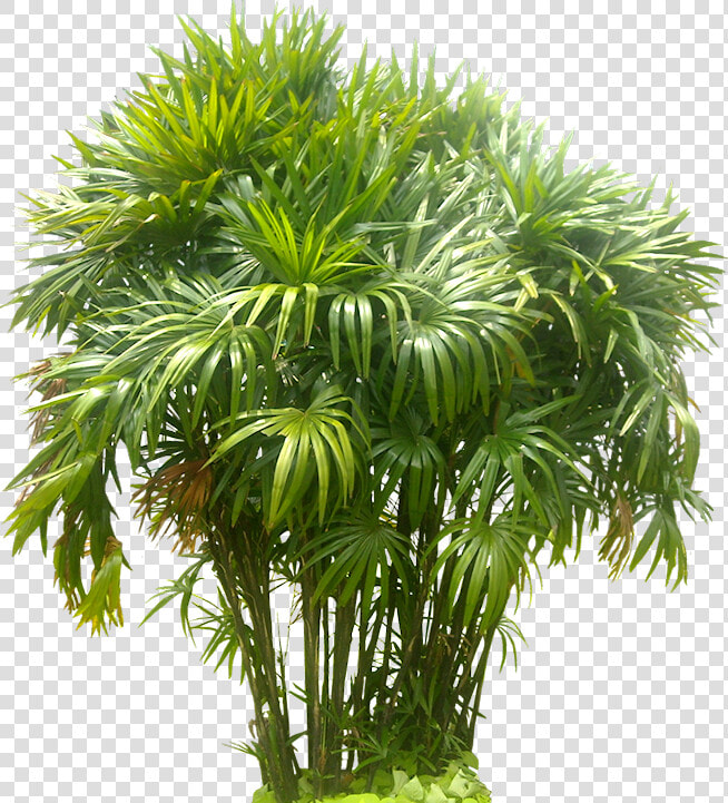 Rhapis Tree Png Image   Transparent Background Palm Tree Images Png  Png DownloadTransparent PNG