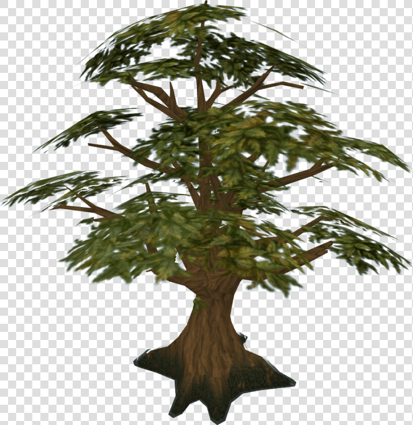 Palm Tree Drawing On Wood  3d   Oak Tree Runescape  HD Png DownloadTransparent PNG