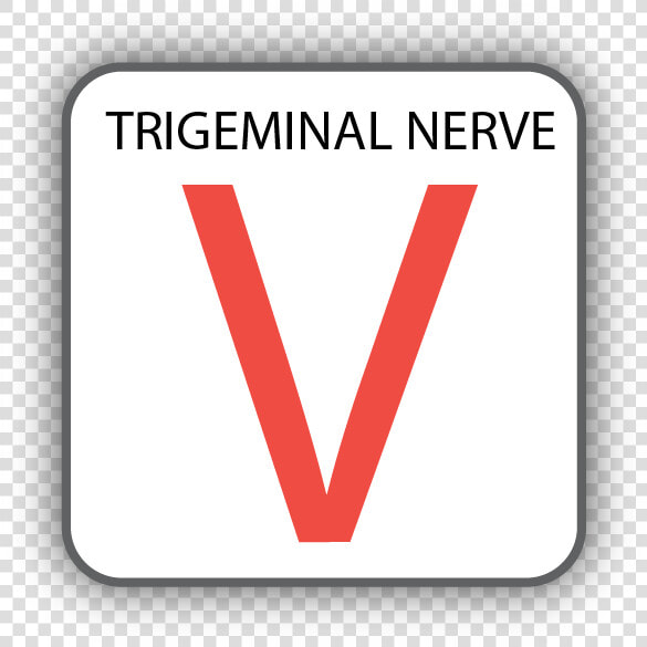 Cranial Nerve V  HD Png DownloadTransparent PNG