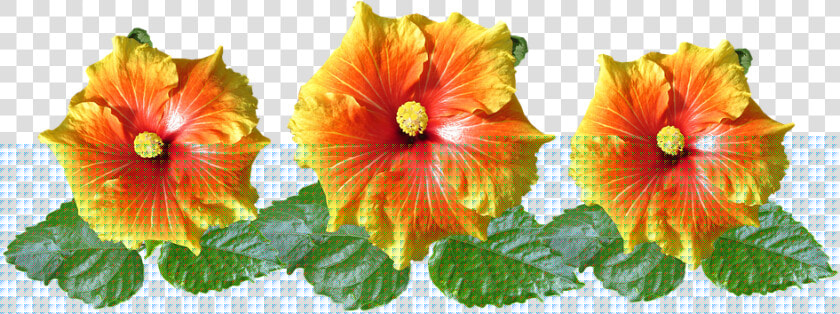 Hibiscus  Flowers  Arrangement  Tropical  Garden   Tropical Orange Flowers Transparent Background  HD Png DownloadTransparent PNG