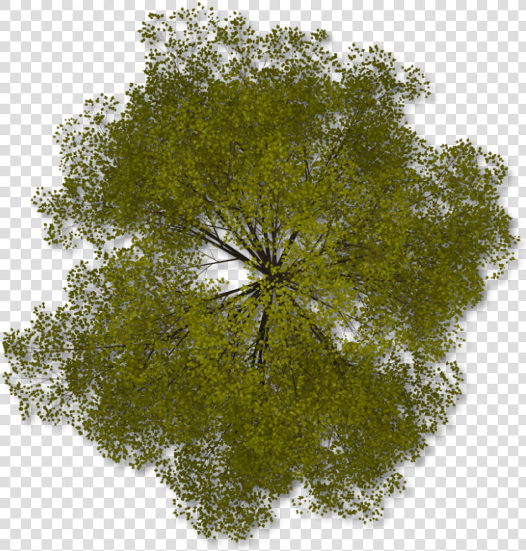Tree Png Top View Transparent Tree Top View Images   Transparent Background Tree Plan Png  Png DownloadTransparent PNG