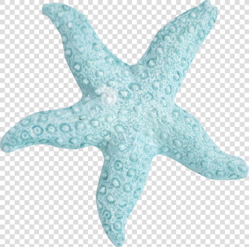 Estrella De Mar Dibujo Turquesa  HD Png DownloadTransparent PNG