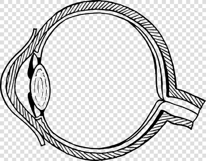 Anatomy  Biology  Cross section  Eye  Optic  Optical  HD Png DownloadTransparent PNG