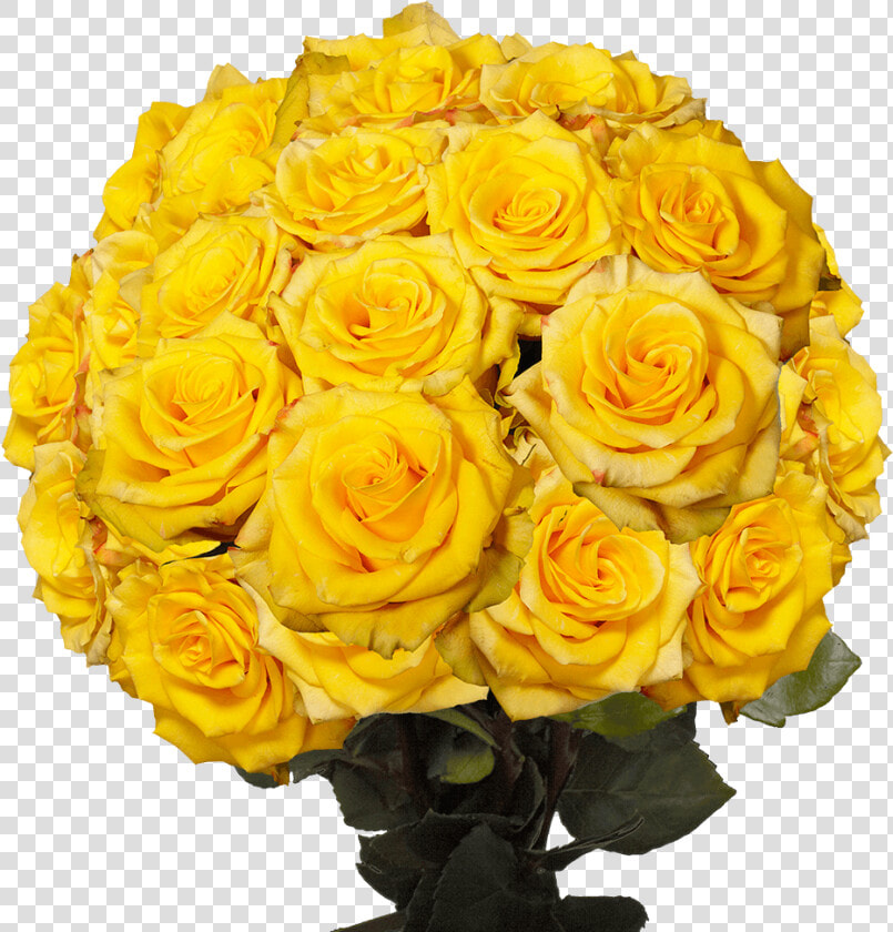 Floribunda  HD Png DownloadTransparent PNG