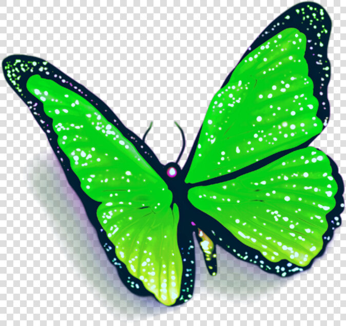  butterfly  butterflies  petsandanimals  fly  overlay   Blue Butterfly With Shadow  HD Png DownloadTransparent PNG