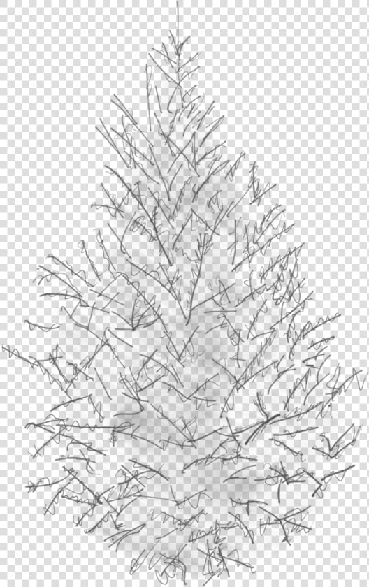 Sketch Of A Canaan Fir   Tree Pine Sketch Png  Transparent PngTransparent PNG
